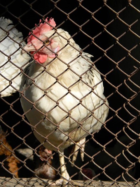 注入新的活 注入新的活